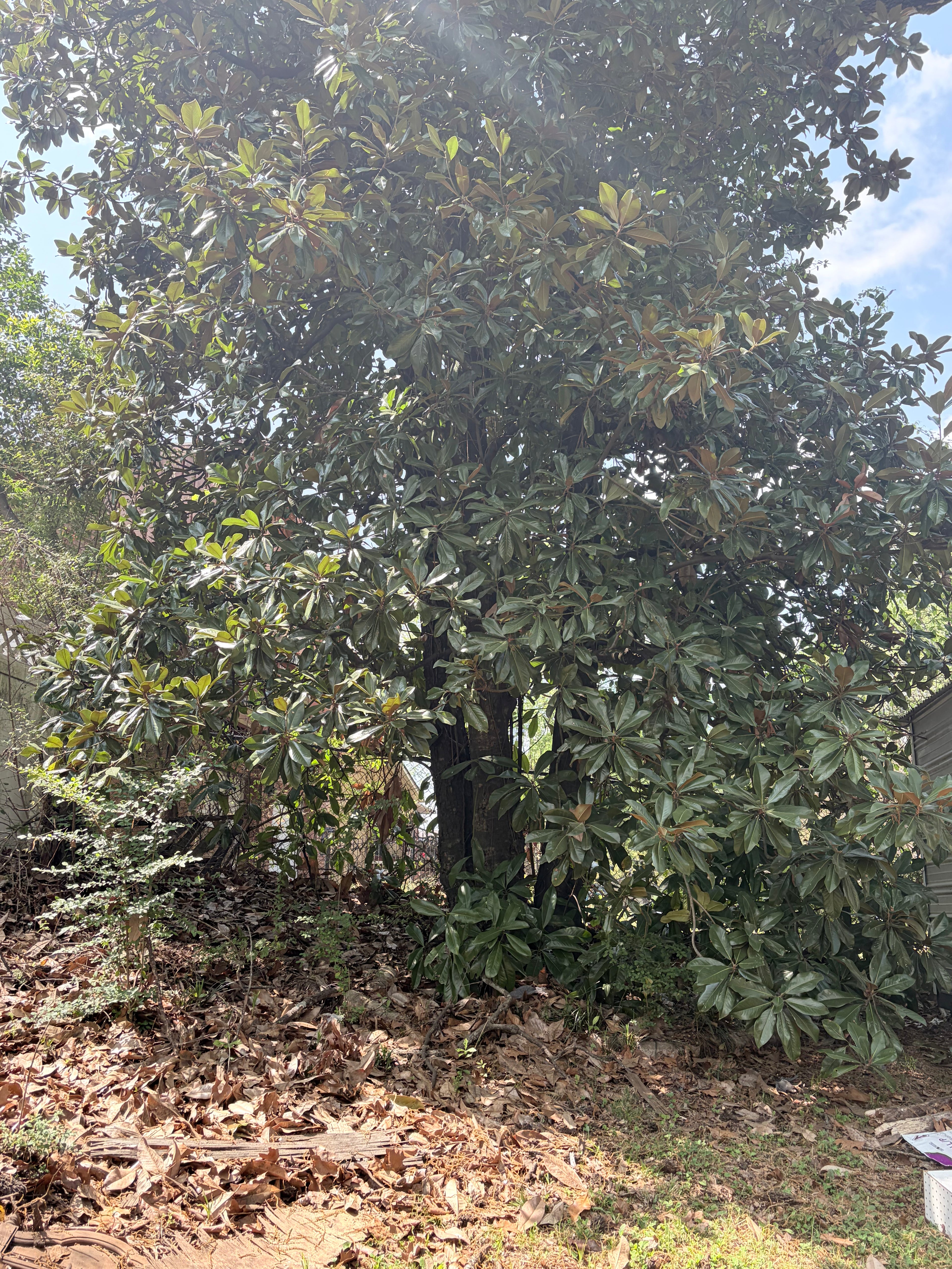 Postcard (Magnolia Tree Study)