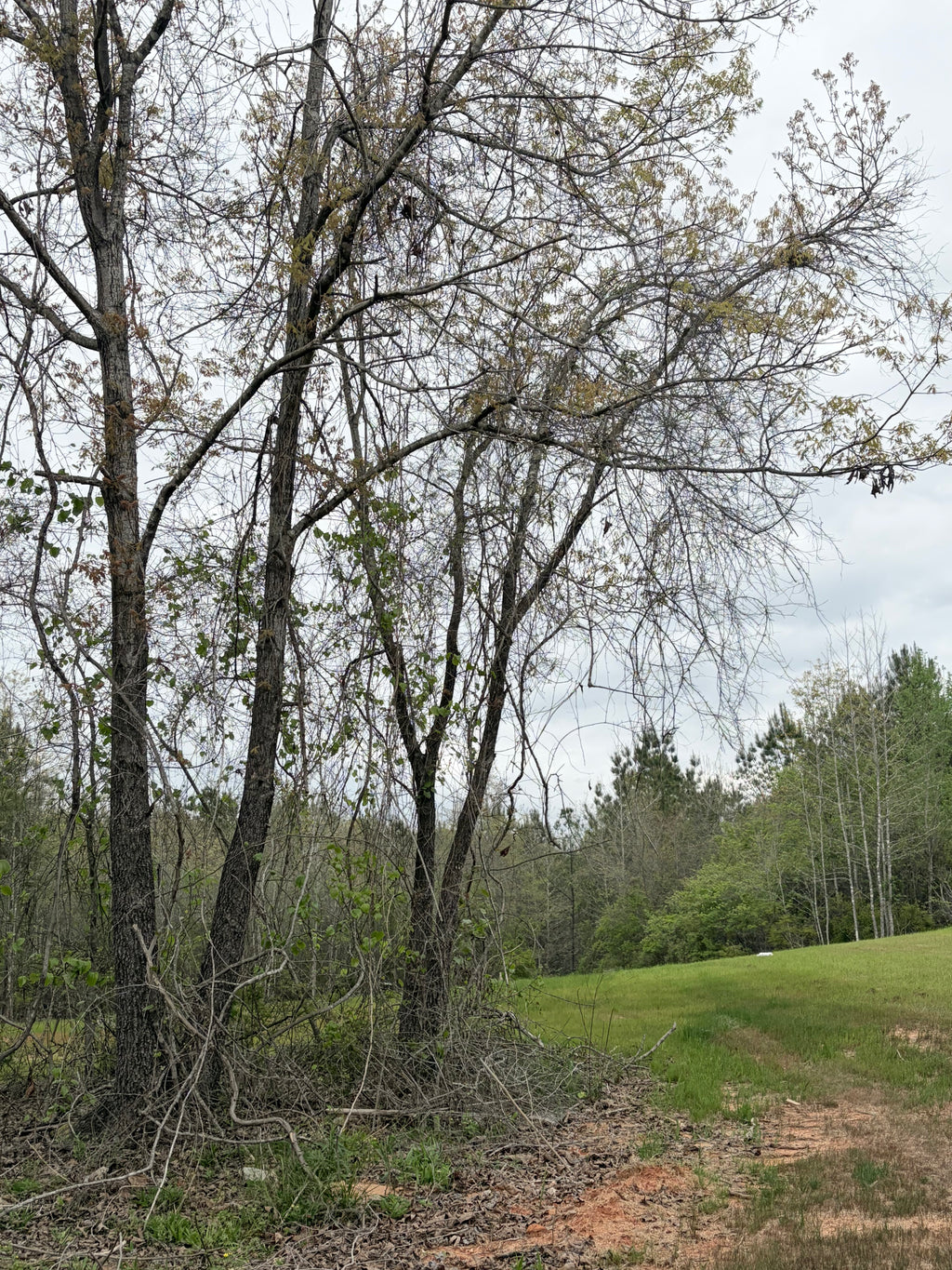 The Four Trees